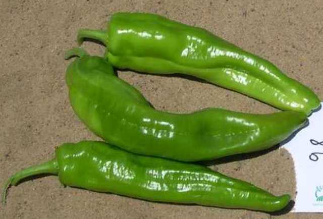 Sweet long Type pepper 730-054 p2